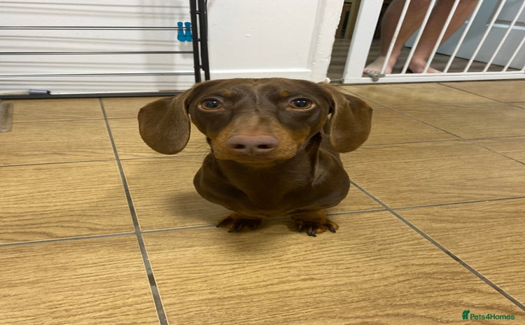 Dachshund dogs - Advert 1