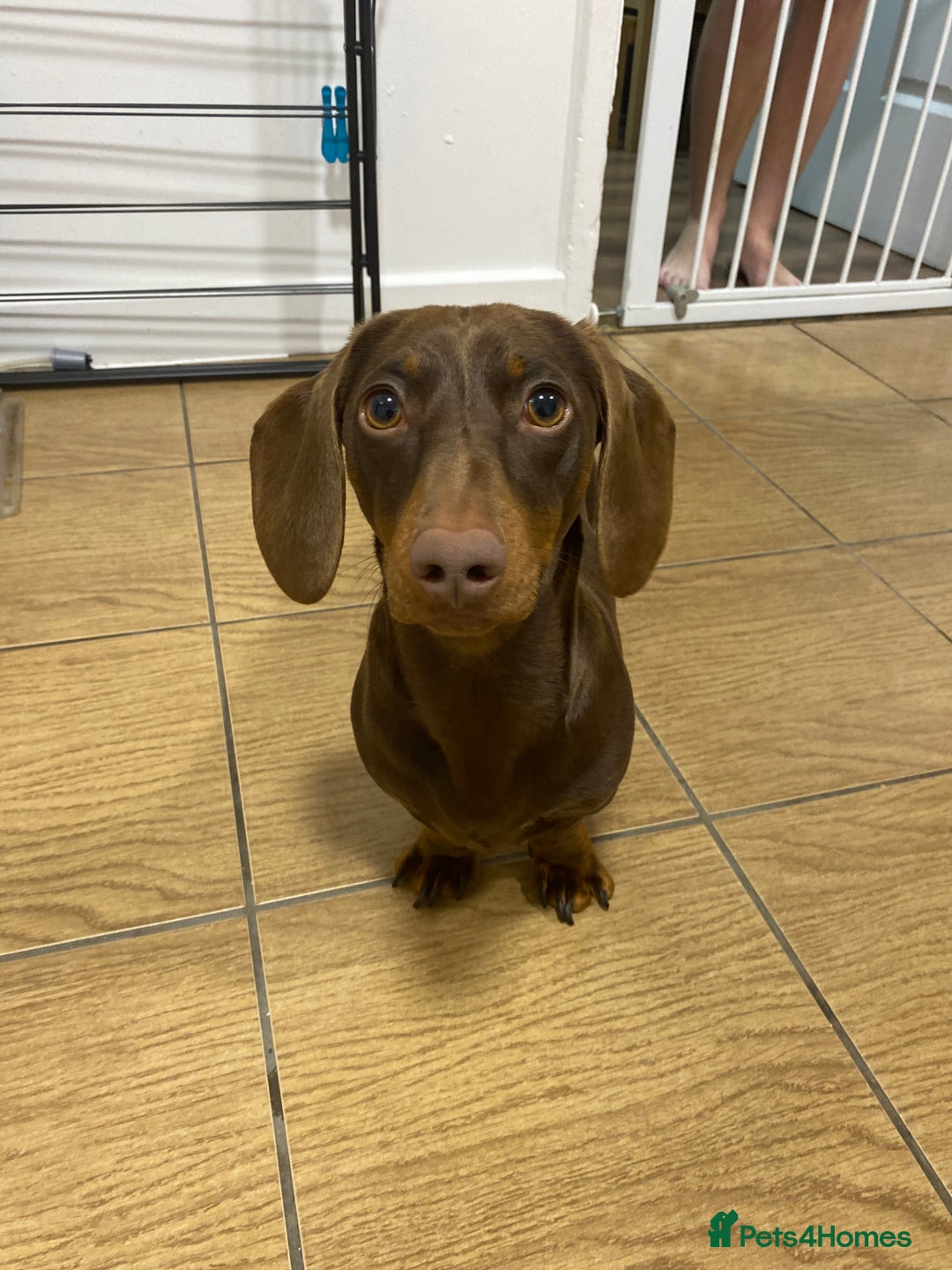 Dachshund dogs for sale: Puppy for sale  - Image 1