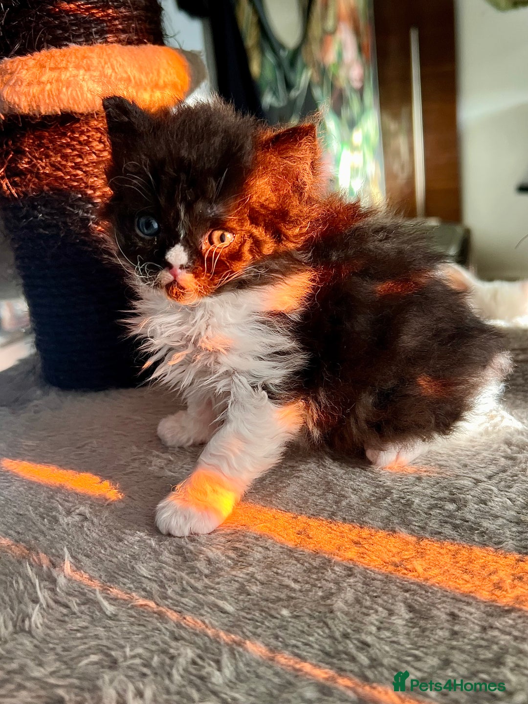 Selkirk Rex cats for sale: Stunning Selkirk rex kittens - Advert 5