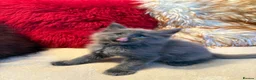 Maine Coon cats for sale: 🐾 beautiful maine coon kittens  - Advert 22