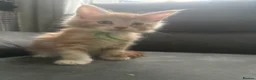 Maine Coon cats for sale: XL Maincoon kittens  - Advert 26