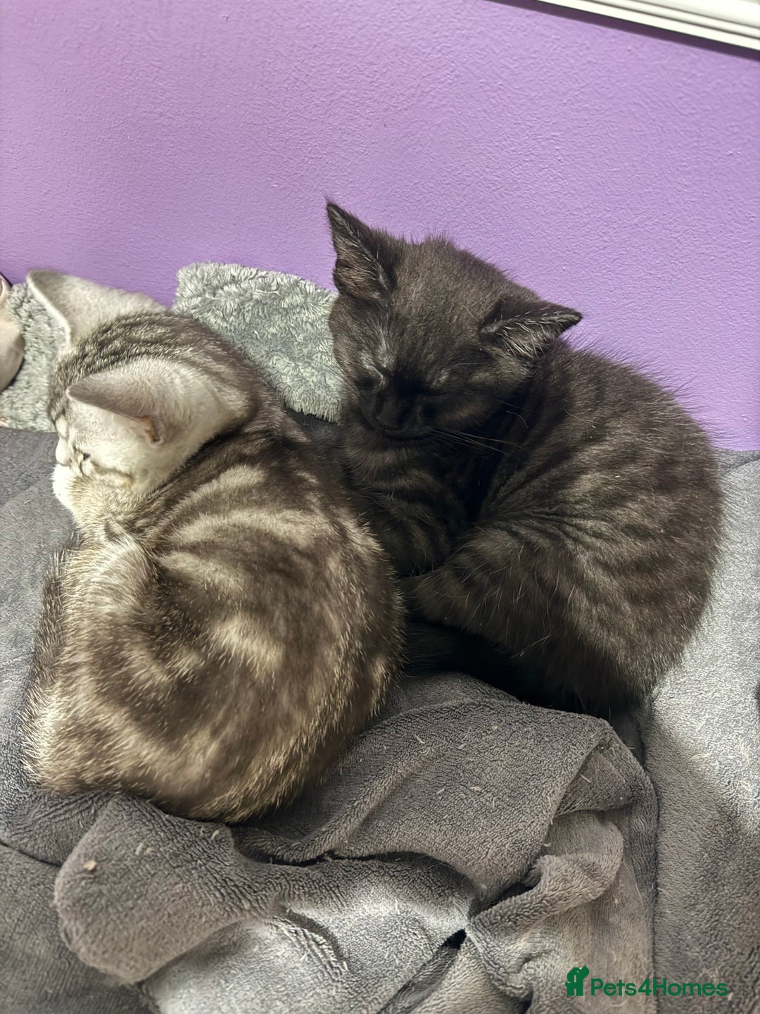 British Shorthair cats for sale: Black Smoke BSH X male - Advert 3