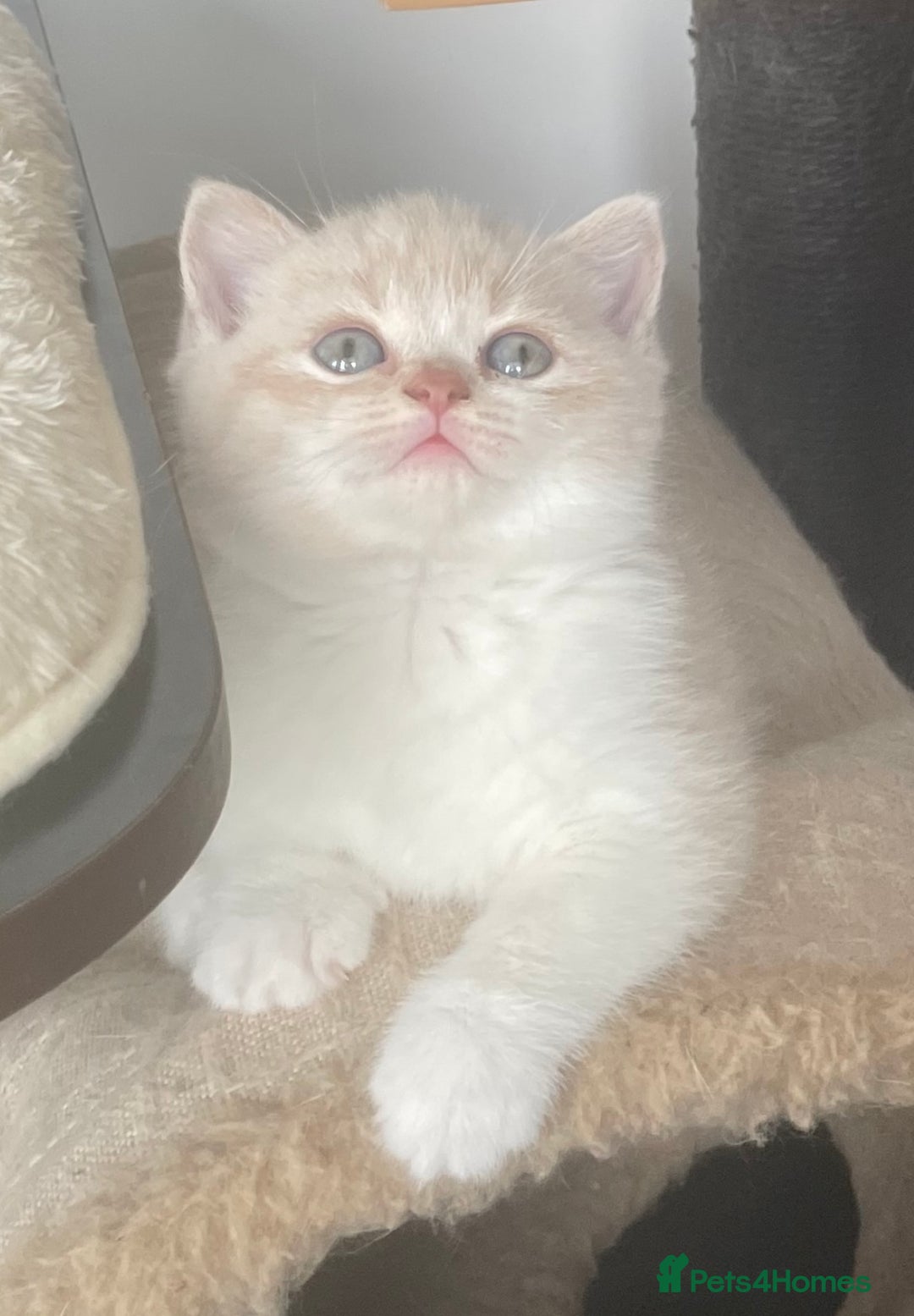 British Shorthair cats for sale: Beautiful GCCF British shorthair kittens - Image 16