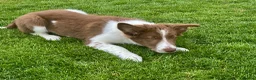 Border Collie dogs for sale: Stunning  Border collie puppy  - Advert 5