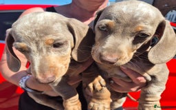 Dachshund dogs for sale: Beautiful kc isabella dapple dachshunds - Image 12