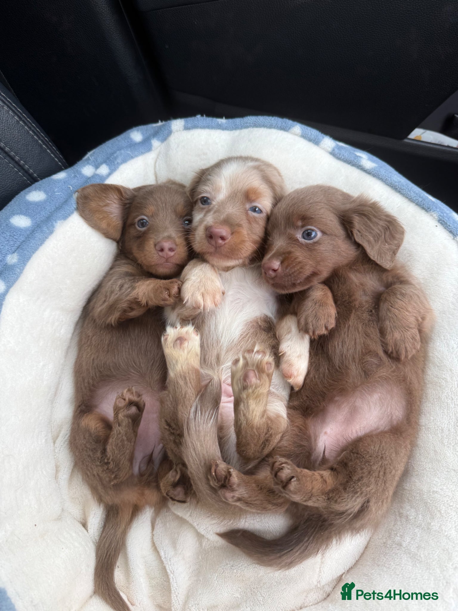Miniature Dachshund dogs Long haired miniature chocolate dachshund - Advert 2