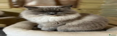Ragdoll 2