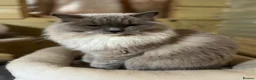 Ragdoll cats for sale: 2 young Tica male ragdoll kittens  - Advert 15