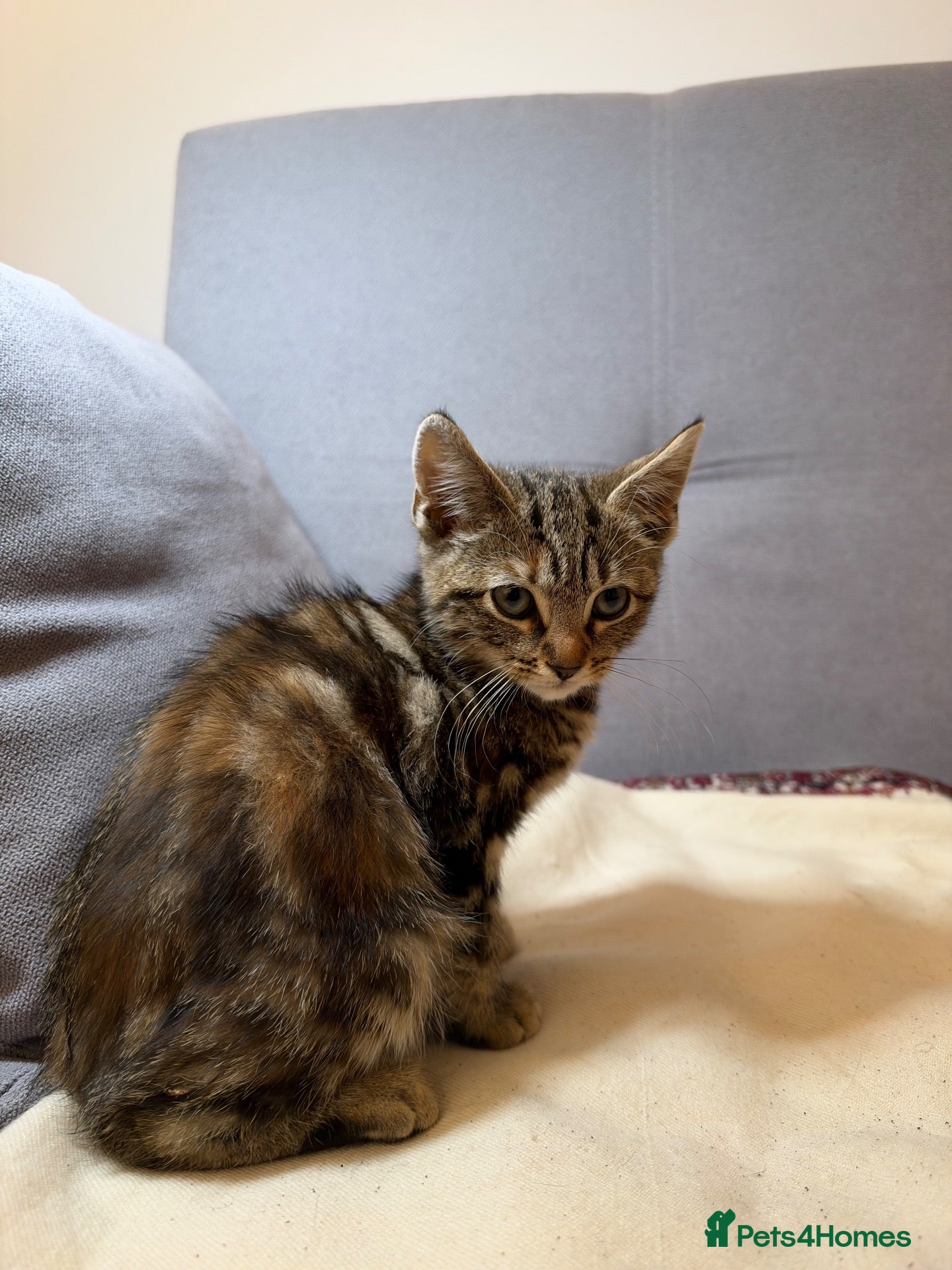 Mixed Breed cats for sale: Calico Female Kitten Ready for her forever home - Advert 19
