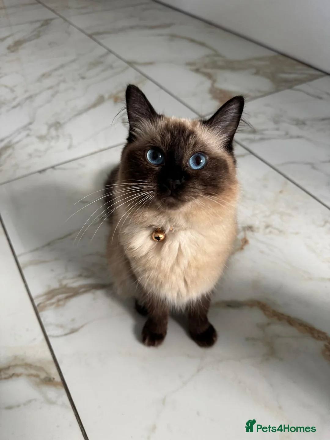 Ragdoll cats for sale: PURE BREED RAGDOLLS in Birmingham - Advert 5