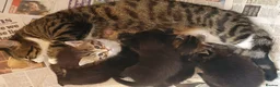 Mixed Breed cats for sale: Five adorable and playful kittens - Advert 7