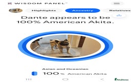 Akita dogs for stud: American akita proven stud  - Image 23