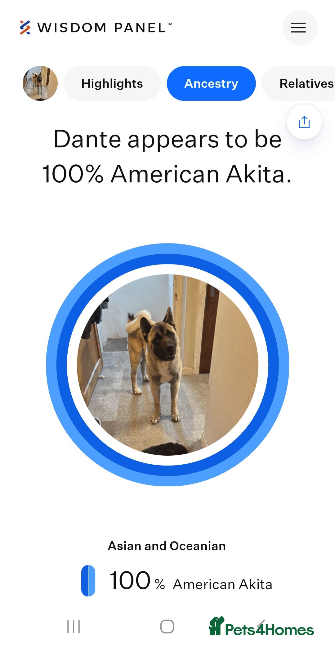 Akita dogs for stud: American akita proven stud  - Image 23