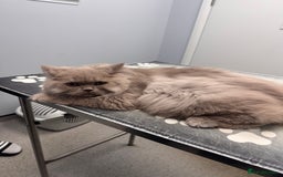 British Longhair cats for sale: Two gorgeous lilac British longhair  - Image 1