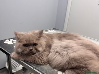 British Longhair cats - Advert 2