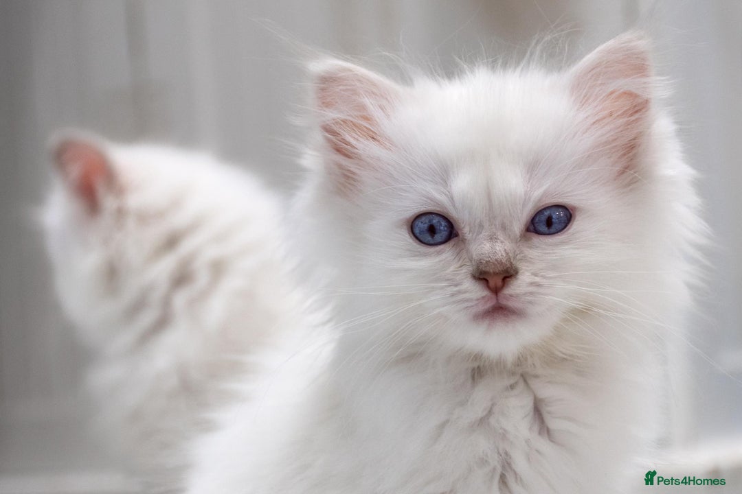 Ragdoll cats for sale: Ready Now GCCF Ragdoll Kittens Irresistibly Cuddly - Image 7