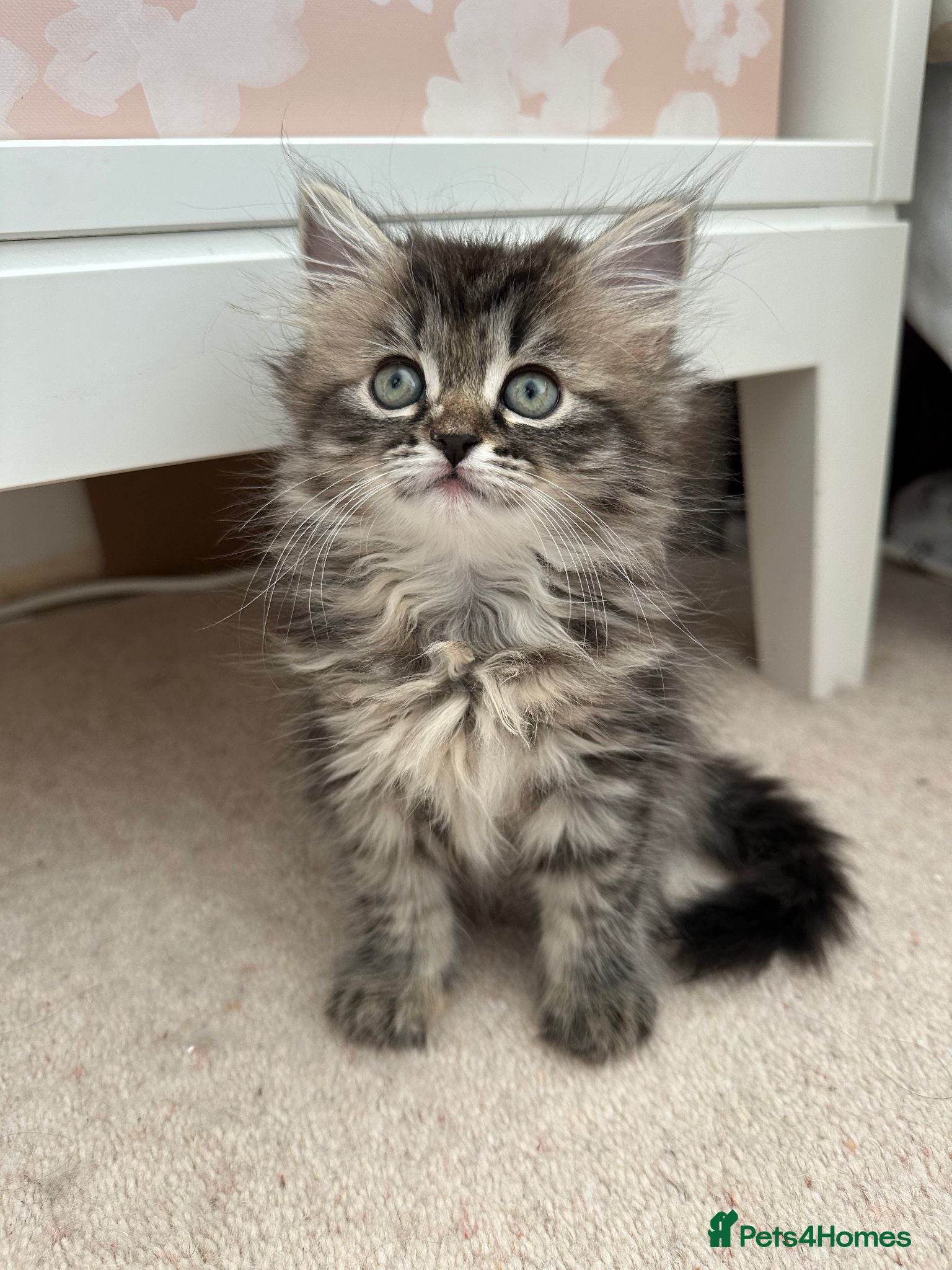 Siberian cats LAST TWO! Beautiful Siberian Kittens - Advert 1