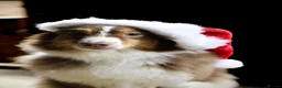 Australian Shepherd dogs for sale: EXPECTED LITTER OF AUSTRALIAN SHEPHERD PUPPIES  - Advert 13