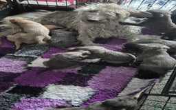 Bedlington Terrier dogs for sale: Beddlington Terrier x Whippet  - Image 7