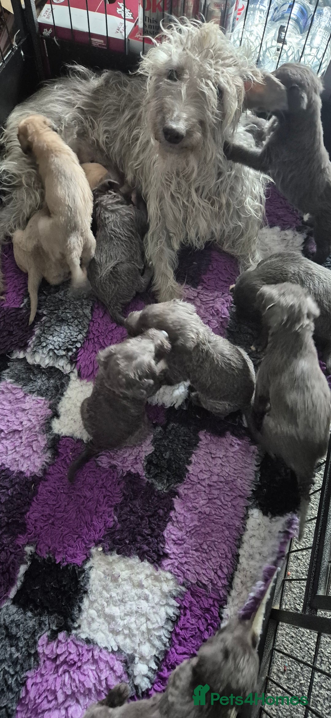 Bedlington Terrier dogs for sale: Beddlington Terrier x Whippet  - Image 7