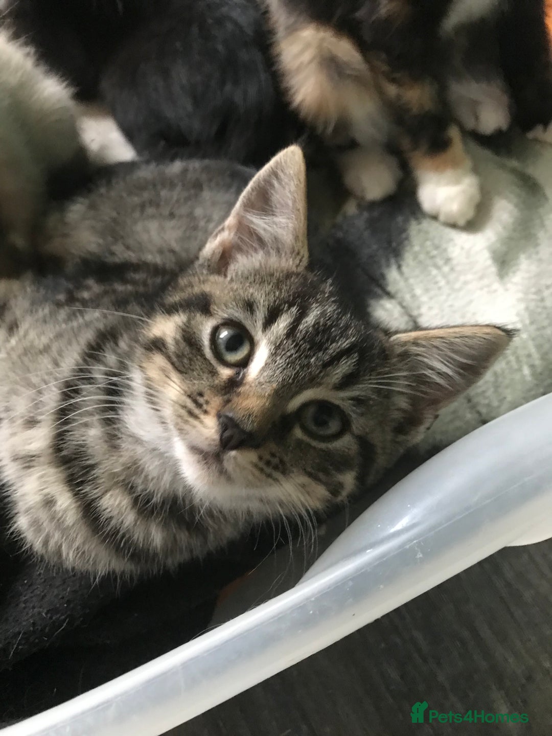 Domestic Shorthair cats for sale: 5 kittens ready to leave  - Image 9