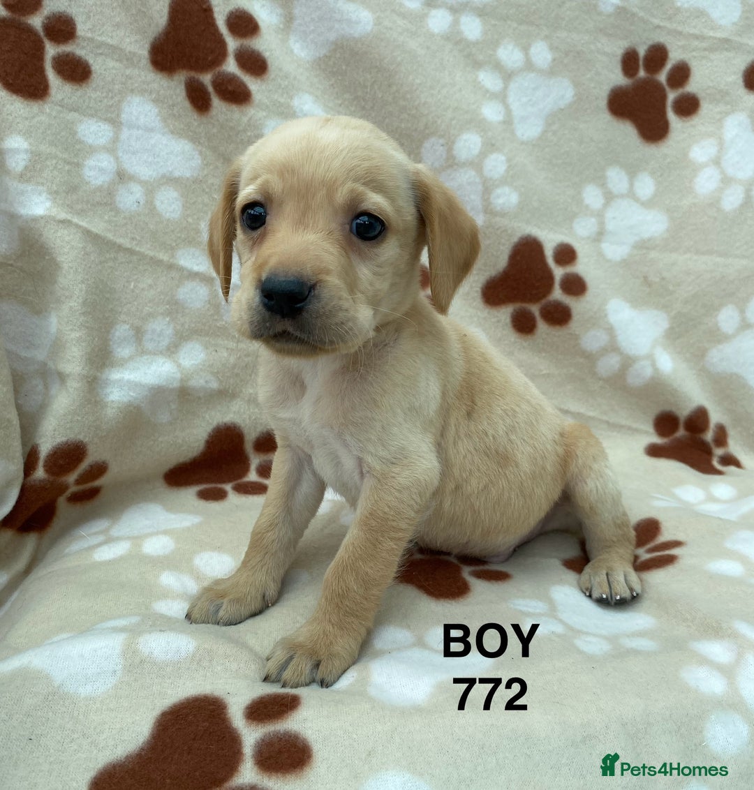 Labrador Retriever dogs for sale: Labrador Retriever - Image 26