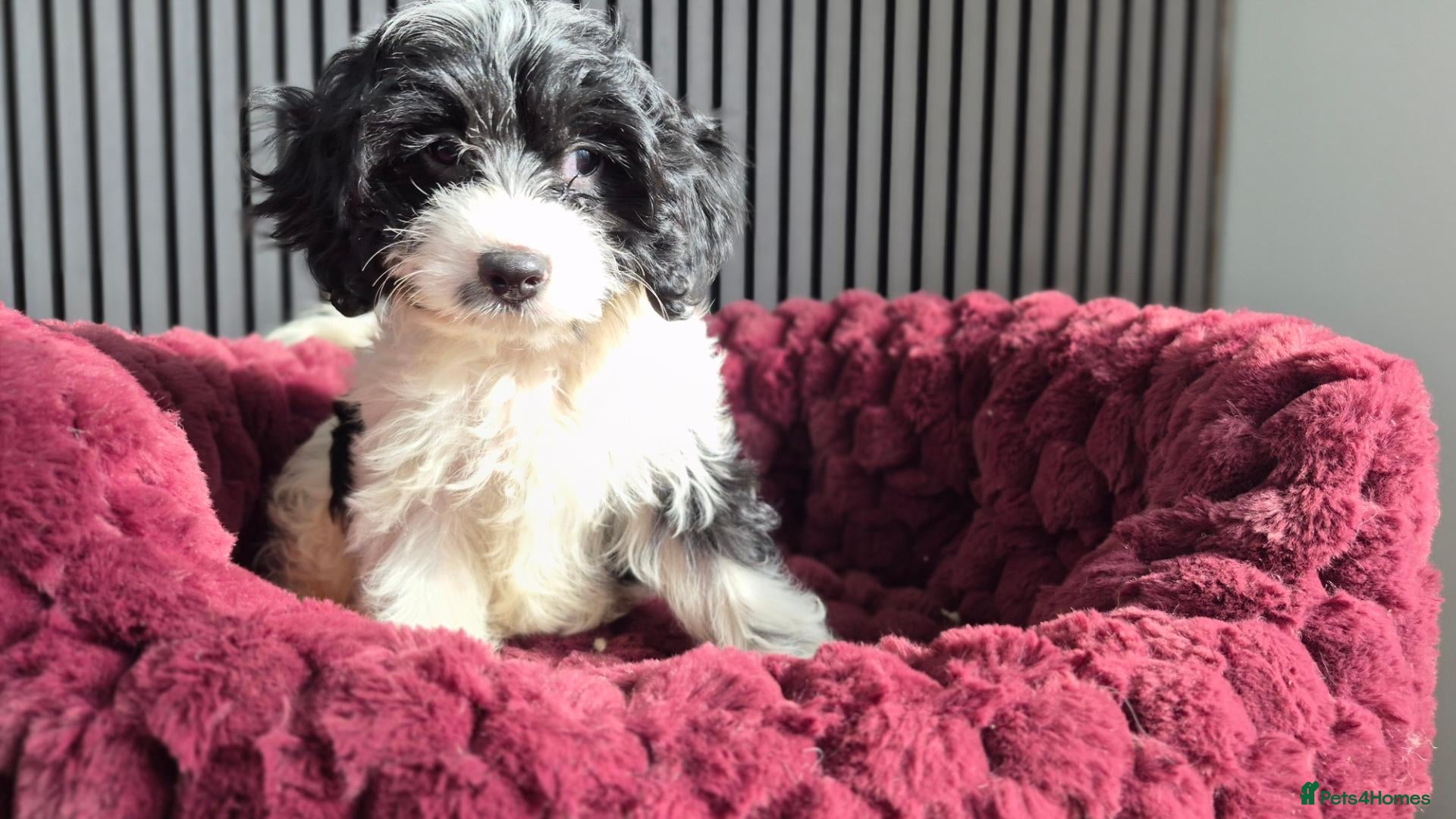 Cavapoo dogs for sale: Rare colour F1 Cavapoo puppy only one available  - Advert 13