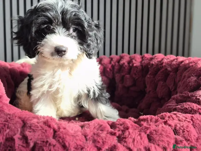 Cavapoo dogs for sale: Rare colour F1 Cavapoo puppy only one available - Advert 13