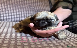 Shih Tzu dogs for sale: 5 beautiful Shih tzu puppies  - Image 9