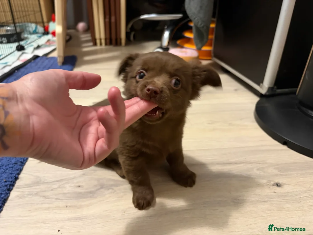 Chihuahua dogs for sale: One solid chocolate female chihuahua left!! ⭐️⭐️⭐️ - Advert 1