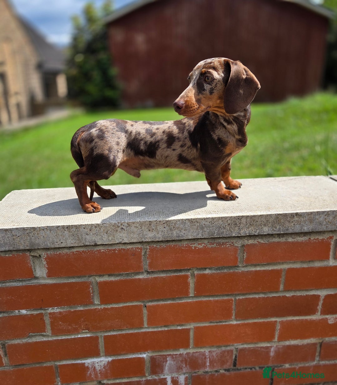 Miniature Dachshund dogs for stud: Choc & Tan Minature Dachshund STUD - Image 6