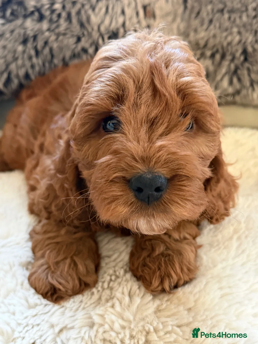 Cockapoo dogs for sale: F1 Cockerpoo girl solid red - Advert 7