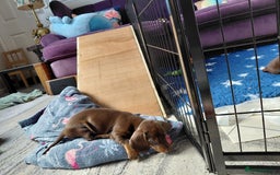 Dachshund dogs for sale: Miniature Daschund - Image 30