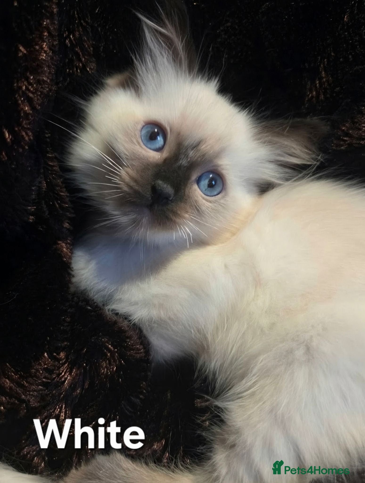 Ragdoll cats 🏆GCCF REG. EXTENSIVELY TESTED RAGDOLL KITTENS🌟 - Advert 2