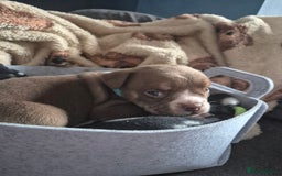 English Bulldog dogs for sale: Bulldog puppies - Image 6