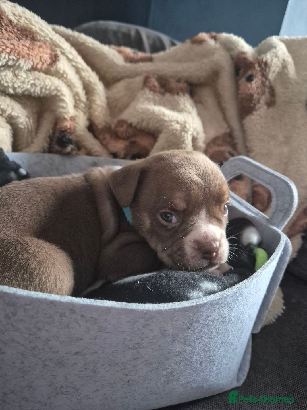 English Bulldog dogs for sale: Bulldog puppies - Image 6