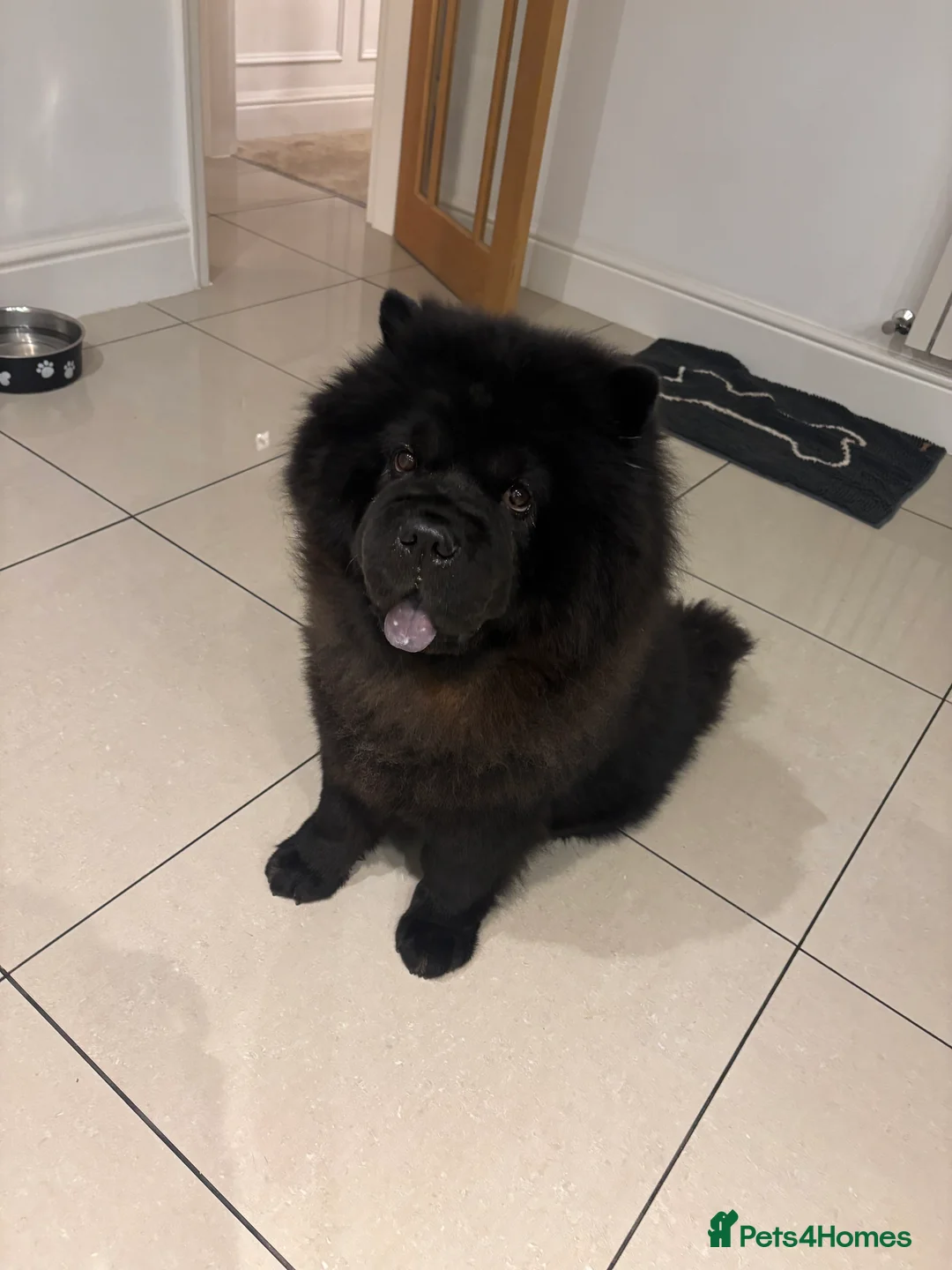 Chow Chow dogs for stud: Sully - Advert 3