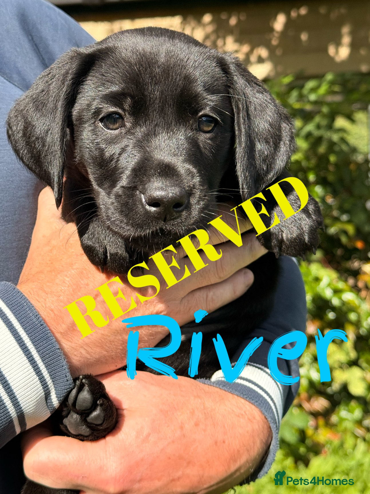 Labrador Retriever dogs Beautiful Female Labrador Puppies ready now! - Advert 2