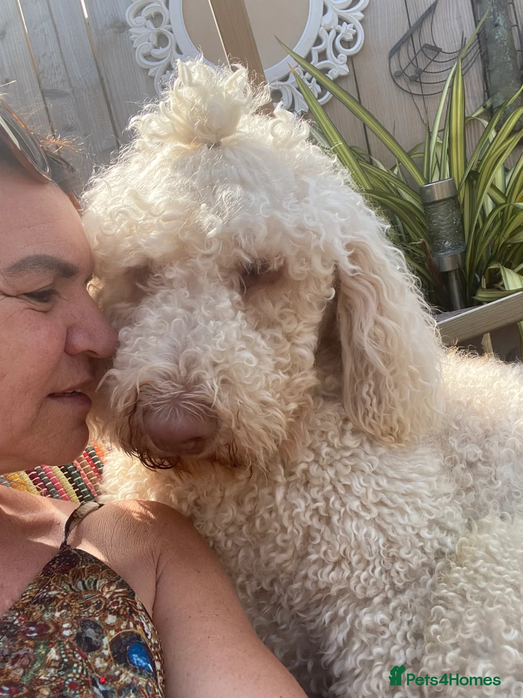 Labradoodle dogs for sale: Standard multigenerational  labradoodle - Advert 40