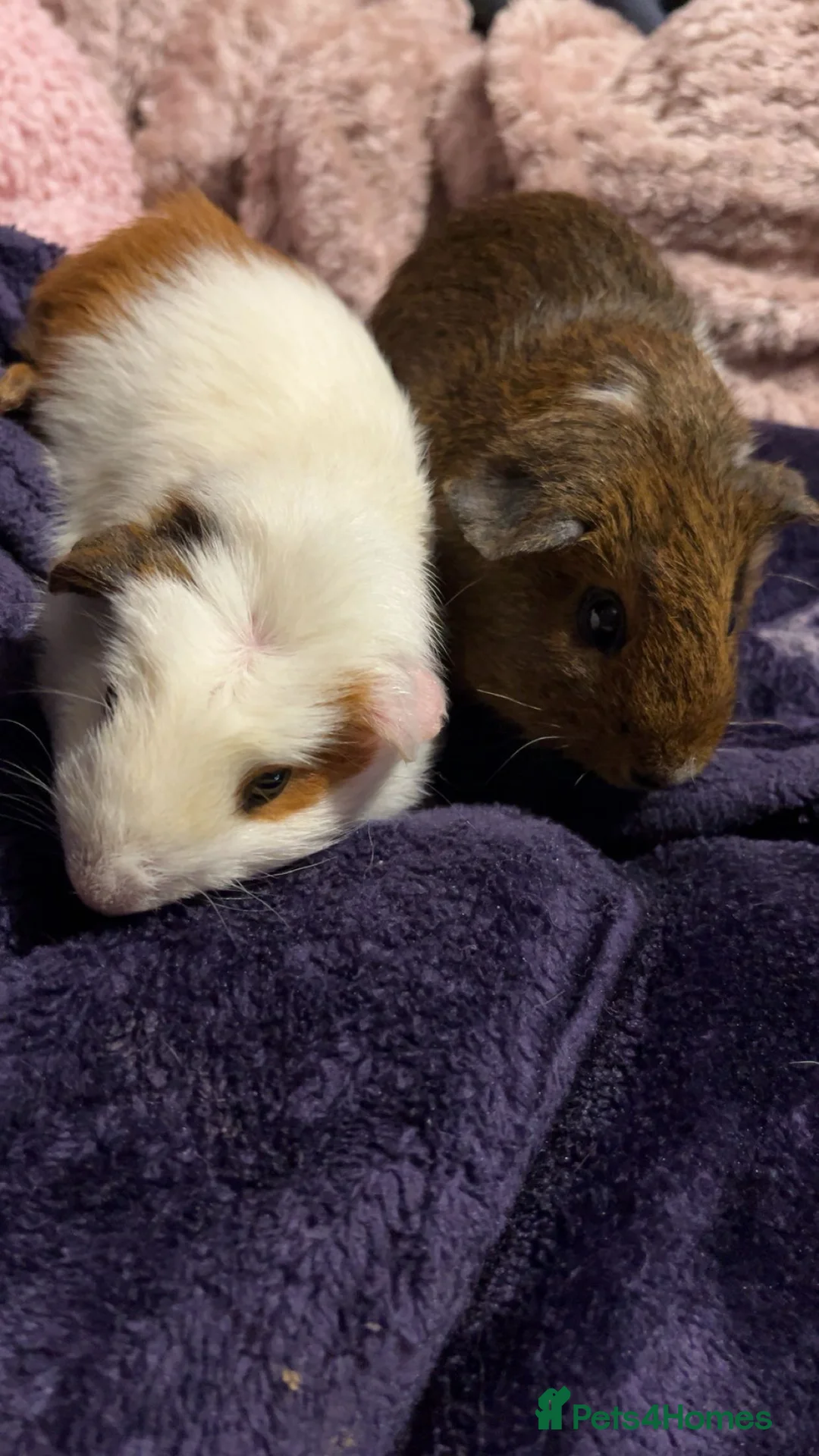 Guinea Pig rodents for sale: 3 MALE GUINEA PIGS  - Advert 2