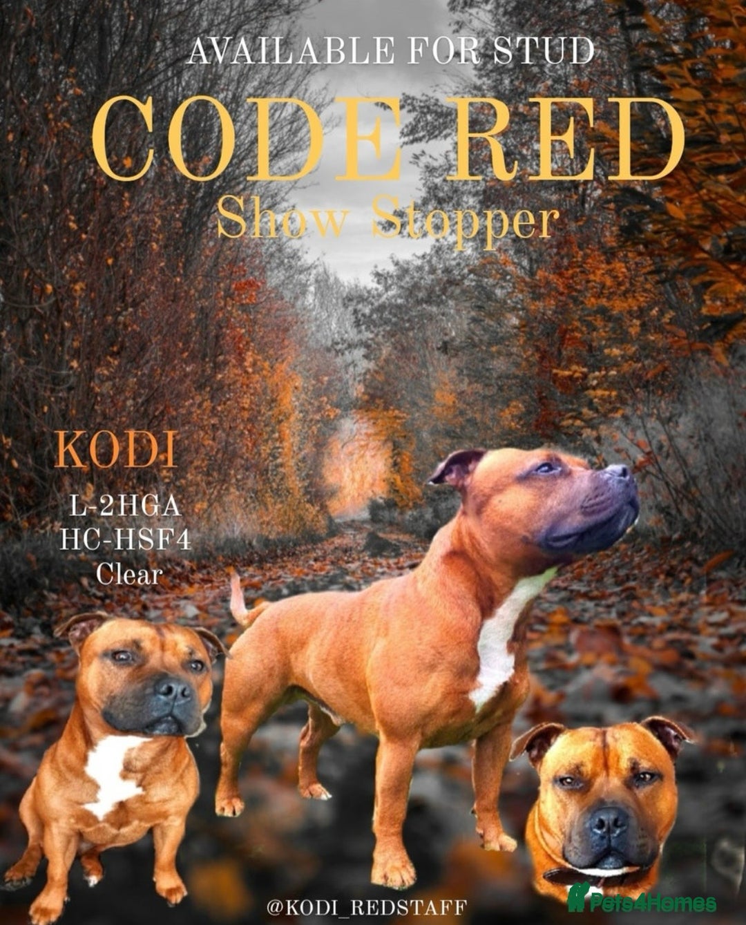 Staffordshire Bull Terrier dogs for sale: Waiting list RED STAFFORDSHIRE BULL TERRIER PUPS - Advert 2