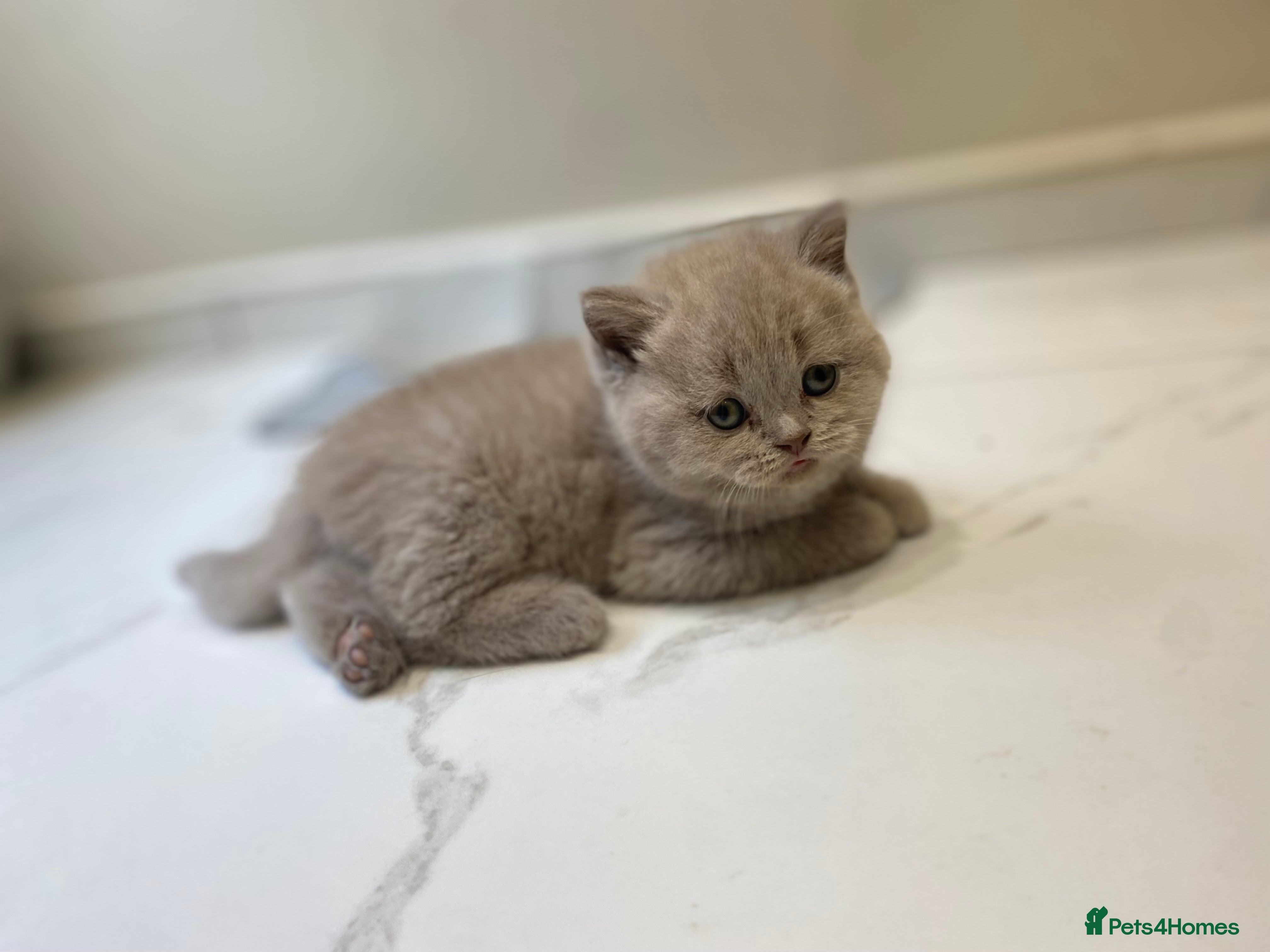 British Shorthair cats 🐱🥇Gorgeous Full Pedigree BSH Kitten champ line🩸 - Advert 2