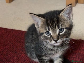 Maine Coon cats Maincoon cross kittens - Advert 5