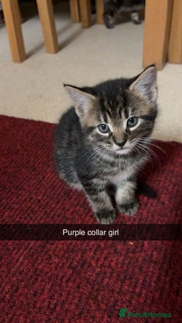 Maine Coon cats Maincoon cross kittens - Advert 14