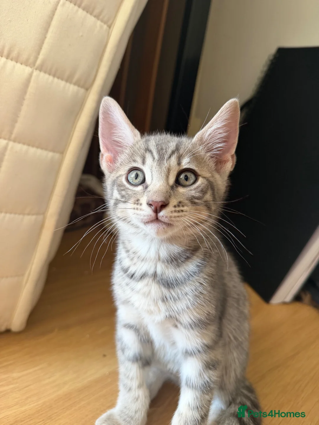 Bengal cats for sale: Half bengal kitten in Horsham - Advert 8