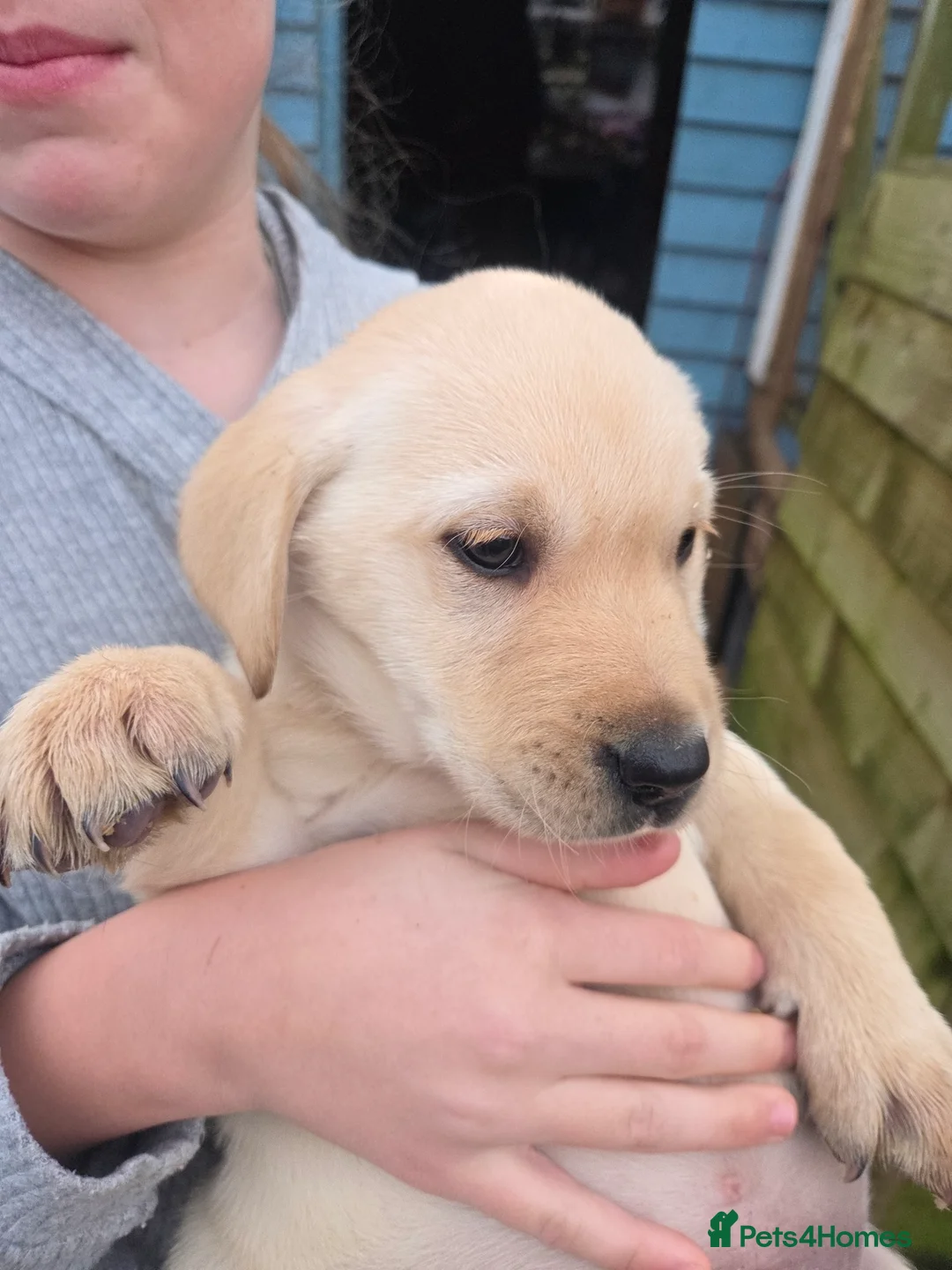Labrador Retriever dogs for sale: Labrador puppies * 2 left * - Advert 4
