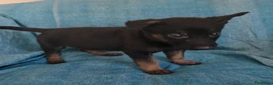 Puppy 8