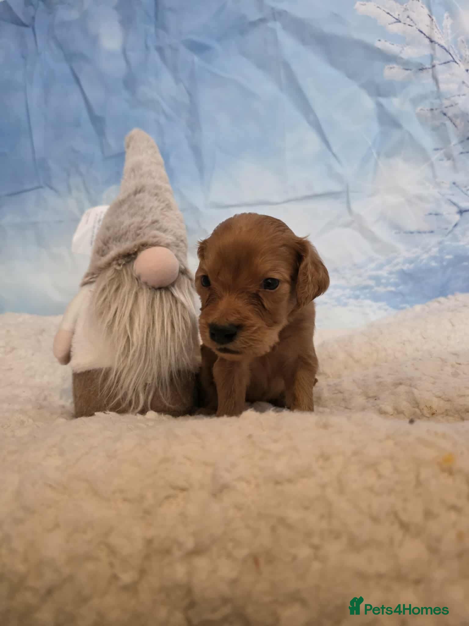 Irish Doodle dogs Stunning mahogany red multigen Irish doodles  - Advert 3