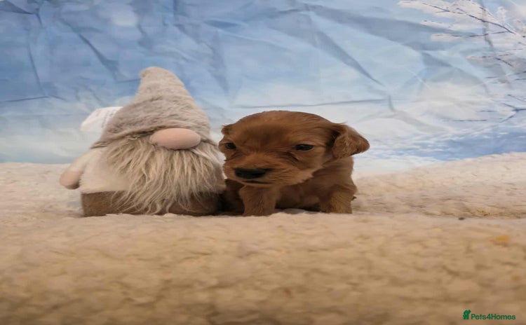 Irish Doodle dogs Stunning mahogany red multigen Irish doodles  - Advert 10