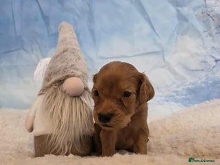 Irish Doodle dogs Stunning mahogany red multigen Irish doodles - Advert 3